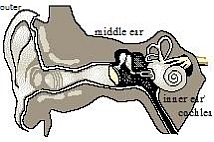 the ear mechanism