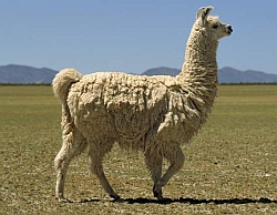llama